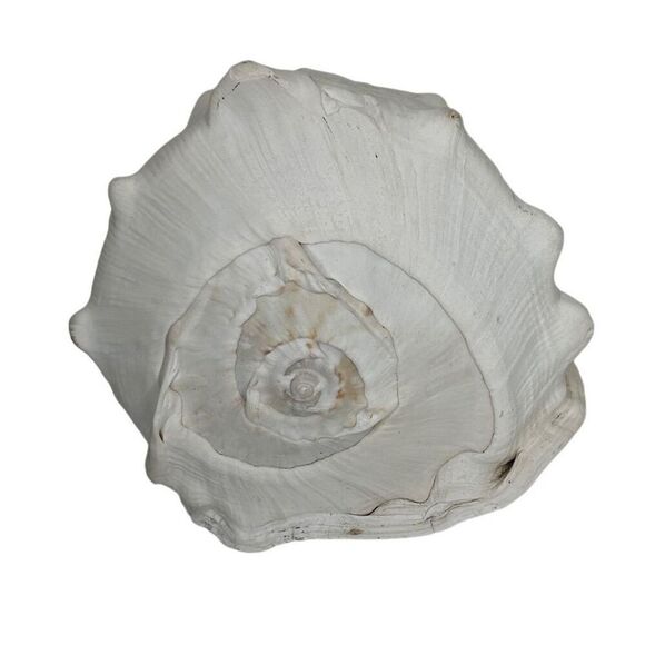 Seashell Helmet Conch Shell Cassis Cornuta Rare Beach Ocean Nautical Decor - Picture 11 of 11